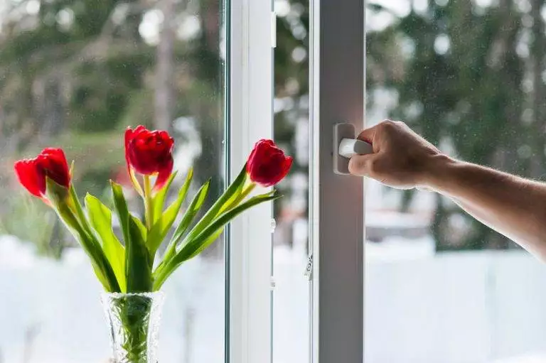 Hand operating white uPVC tilt and turn window handle beside a vase of red tulips – Cristal Windows, Doors & Conservatories
